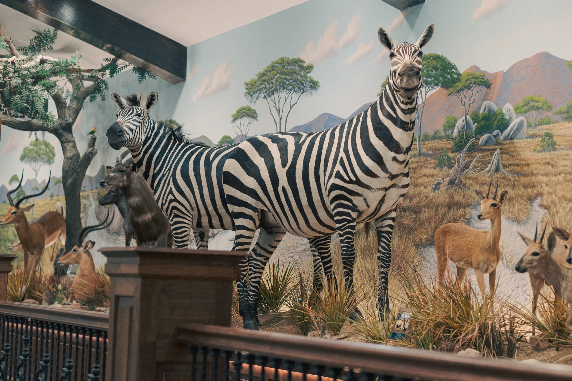 Wild Turkeys of The World